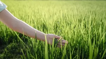 Person in a field touching the long grass